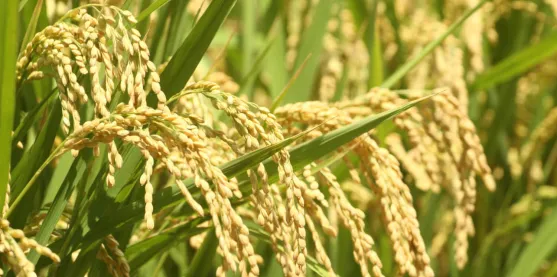 Arroz editado logró reducir casi a la mitad la absorción de cadmio