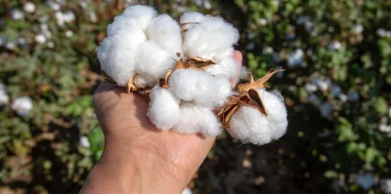 El crecimiento del algodón tiene un nuevo aliado clave