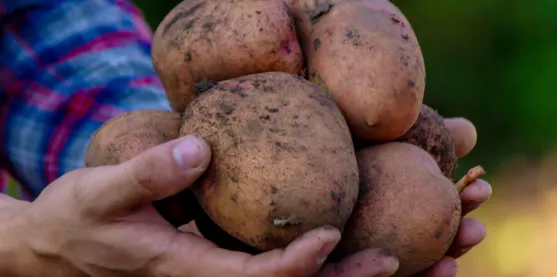 Colombia logró editar por primera vez una variedad de papa andina