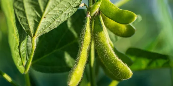 Rendimiento de la soya podría mejorar debido a semilla más grandes