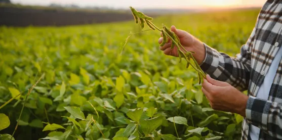 Descubren como la soya trabaja para resistir la sequía