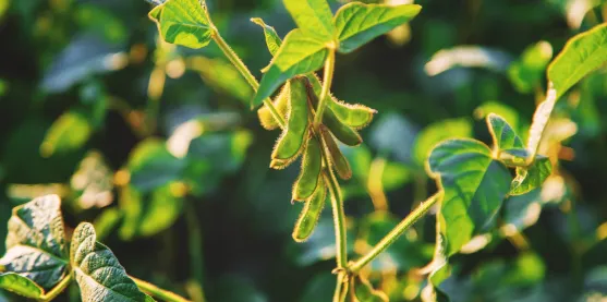 Soya transgénica con cinco proteínas Bt para mejor control de plagas