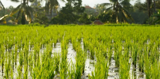15 años de arroz Bt muestran un impacto mínimo sobre las bacterias del suelo