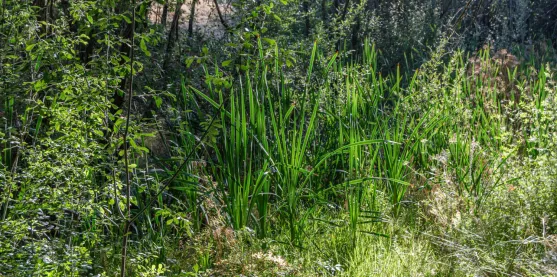 De maleza a cultivo de cobertura: CRISPR impulsa una nueva alternativa para proteger el suelo