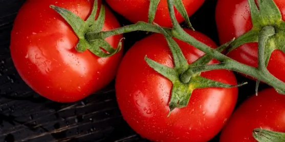 Un solo gen podría ayudar al tomate a tolerar la sequía y un virus de paso