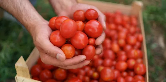 CRISPR abre una nueva vía para desarrollar tomates tolerantes a la salinidad