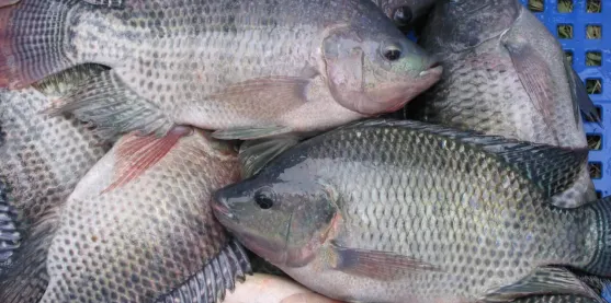 El virus de la tilapia puede multiplicarse por un gen y con CRISPR esto puede cambiar
