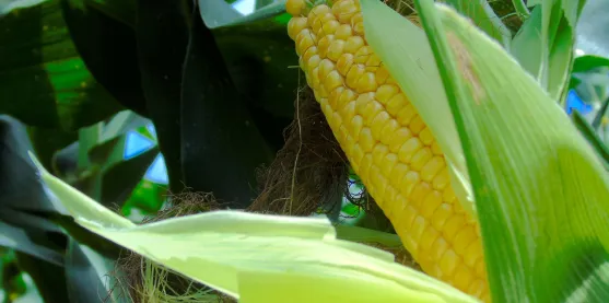 Maíz transgénico en Colombia: la innovación agrícola marca nuevo récord en 2025
