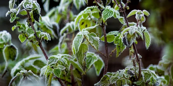 Un hongo podría ayudar a desarrollar plantas tolerantes al frío