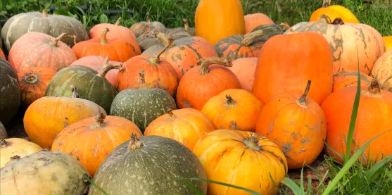 Descifran el genoma de la calabaza y encuentran genes relacionados con la forma de sus frutos