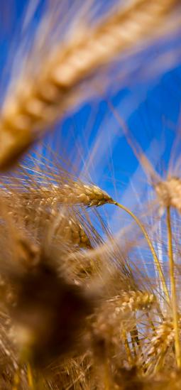 Producción mundial de trigo podría duplicarse con biotecnología moderna