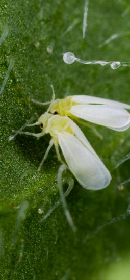 ¿Por qué un insecto tiene 49 genes de plantas en su genoma?