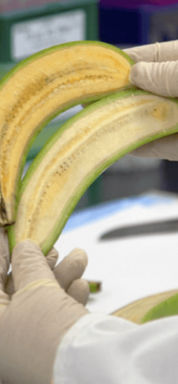 Super Banana reduciría la muerte de cientos de niños en Uganda