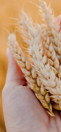 Un trigo sin gluten sería posible con edición genética