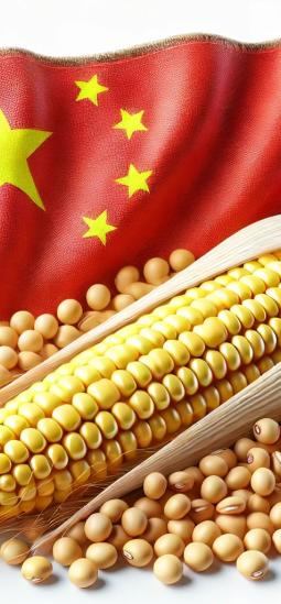 China aprobó 30 cultivos transgénicos de maíz y soya