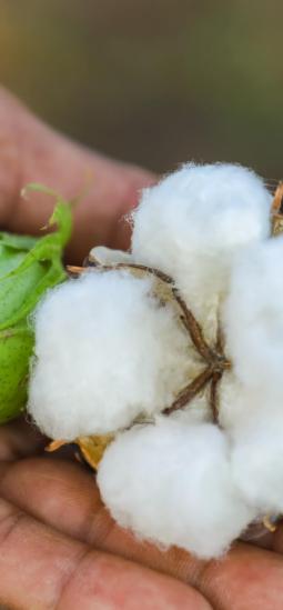 El picudo del algodón dejaría de preocupar a productores argentinos