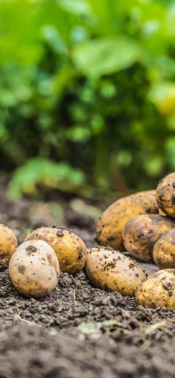 Papa transgénica resistiría el tizón tardío gracias a un pariente silvestre