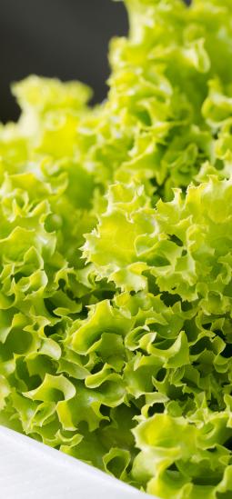Lechuga transgénica con más vitamina B9