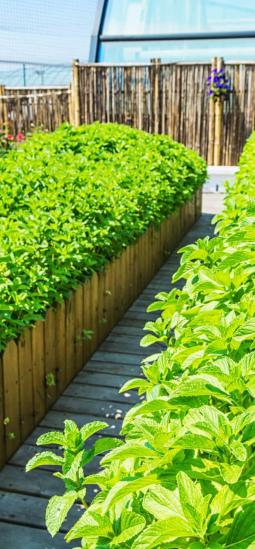 El mejoramiento de precisión para plantas entra en vigor en el Reino Unido
