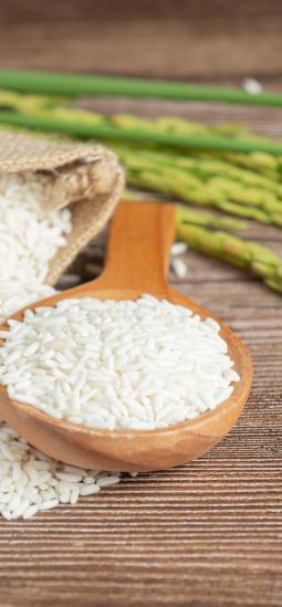 Arroz transgénico resiste mejor la salinidad del suelo