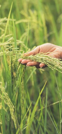 Arroz mejorado: descubren una proteína clave que regula la fotosíntesis y la respuesta al estrés