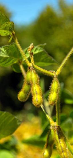 Soya transgénica tiene luz verde para consumo en Europa