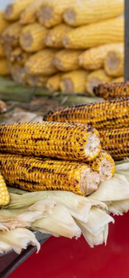 Transgénicos en Sudáfrica son evaluados en precio y vida útil