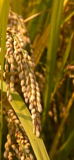 Arroz editado desafía el tizón y crece con tejidos más fuertes
