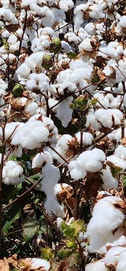 Australia aprueba el uso comercial de algodón transgénico resistente a plagas y herbicidas