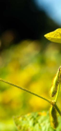 Soya resistente en suelos ácidos: un gen que transforma la forma de cultivar
