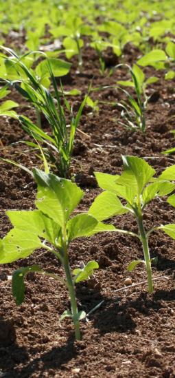 Cultivos resistentes a plagas: Edición genética que vuelve a las plantas indigestas
