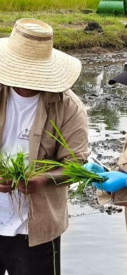 Arroz editado colombiano: el desarrollo que triplica la producción por planta
