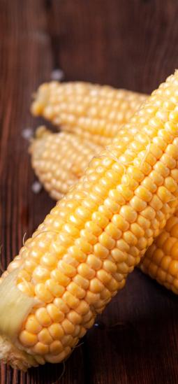 Etiopía finalmente dijo sí a la comercialización de maíz transgénico TELA