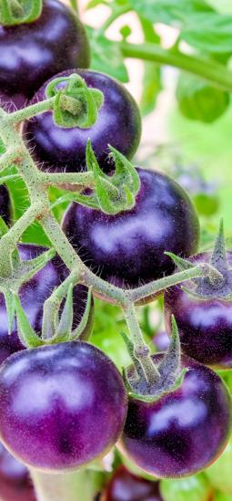 Tomate morado transgénico recibe luz verde y será comercializado en Australia
