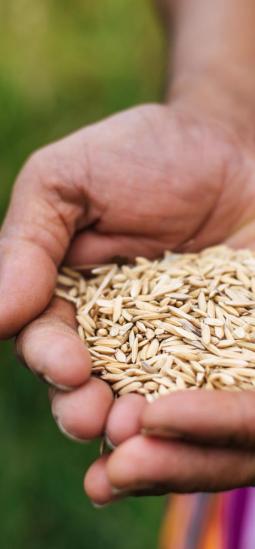 Arroz resistente al tizón de la vaina no cambia su rendimiento