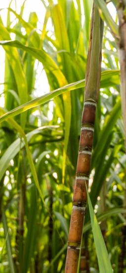 Caña de azúcar con mayor tolerancia a la sequía aporta a la sostenibilidad
