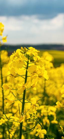 Europa estrena su primera colza editada genéticamente