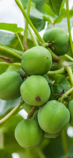 Más aceite, menos tierra: la edición genética transforma los biocombustibles