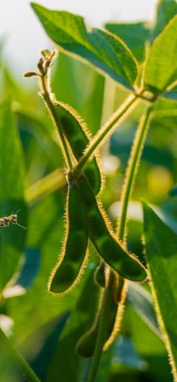 Soya tolerante a herbicidas pasa evaluación clave en Europa