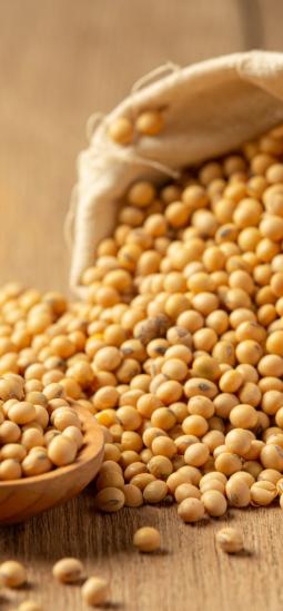 Soya transgénica con doble resistencia es considerada segura