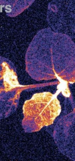 Plantas que brillan reflejan el estrés vegetal en tiempo real