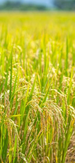 Altura del arroz mejora con edición genética para reducir el acame