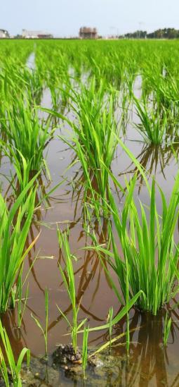 Tolerancia a la alcalinidad en arroz mejora con edición genética