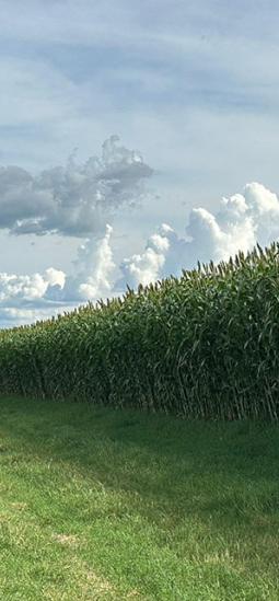 Sorgo forrajero gigante: una nueva variedad llega con alta productividad para el ganado