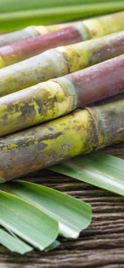 Caña de azúcar mejorada con mayor tolerancia a herbicida