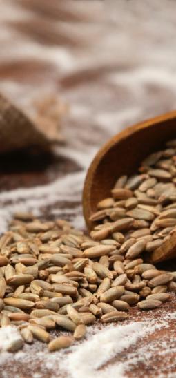 Cebada editada aprobada para comercializarse en Reino Unido