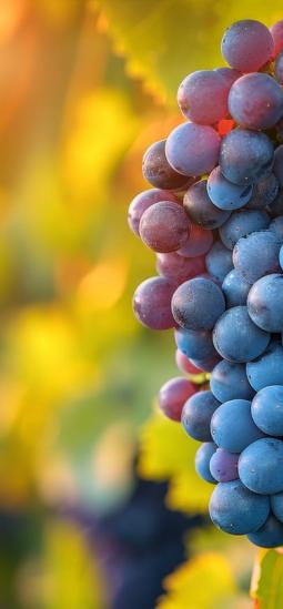 Edición genética en la vid: el futuro del vino comienza en el ADN