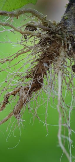 Raíces de las plantas mejoradas para aprovechar recursos del suelo