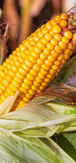 Maíz resistente a insectos: EE. UU. desregula una variedad transgénica