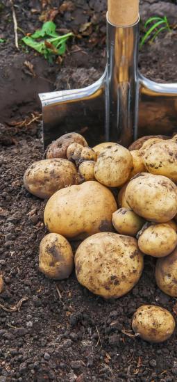 Papa resistente a enfermedades estará en ensayos de campo en Europa